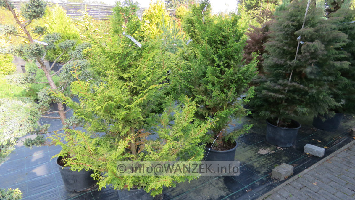 Chamaecyparis obtusa Lucas 009.JPG